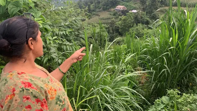 A member of the Setidevi Dairy Producers Cooperative Society showing the increase in agroforestry fodder tree cover.