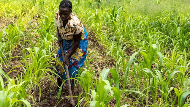 A woman tends her field surrounded by a crop of maize. 