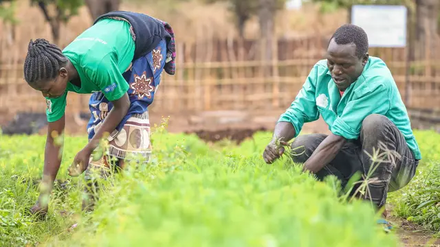 Tow people are in a field, picking crops. They are both wearing green t-shirts.