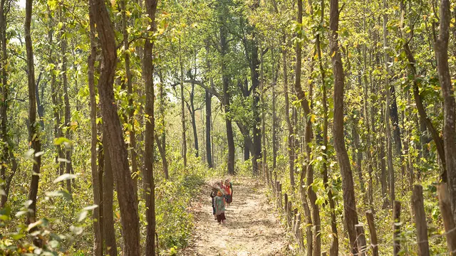 Surrounded by forest, people carry trees along a small path. 