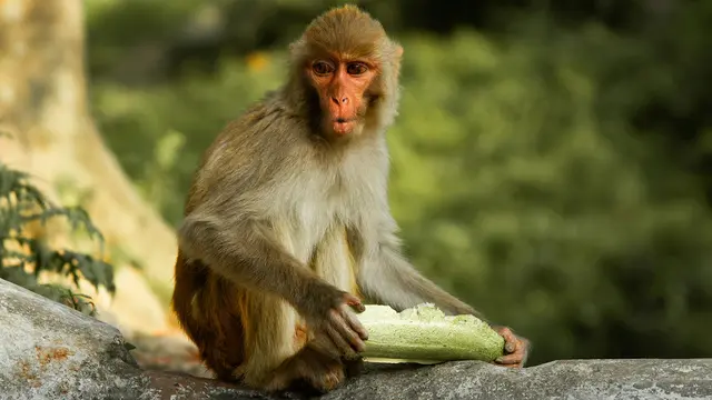 A close-up of a rhesus monkey sitting on a branch.