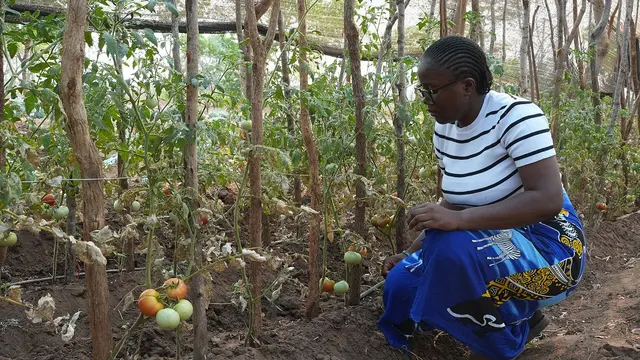 A women crouches beside the crops she is farming.