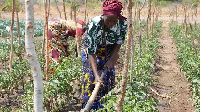 A woman farmer tends her crops.