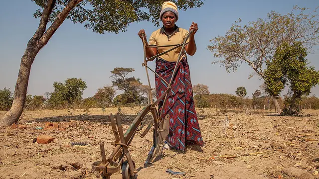 A woman farmer ploughs a barren-looking field.