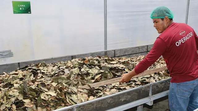 A man wearing a hair net sorts leaves in a vast trough at a processing plant.