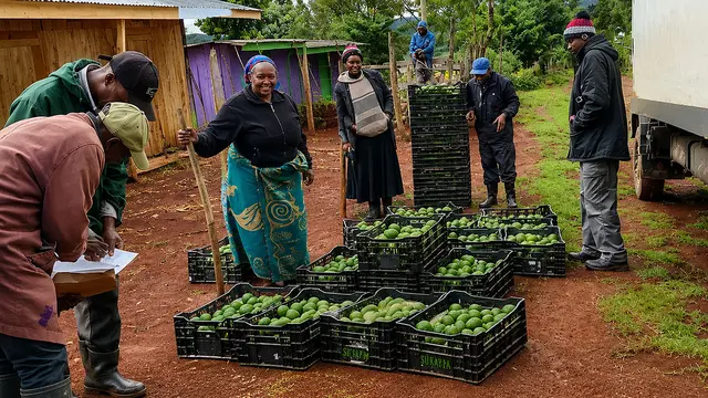 A group of men and women take delivery of crates of avocados; creates lie on the ground while one person checks a cliupboard. 