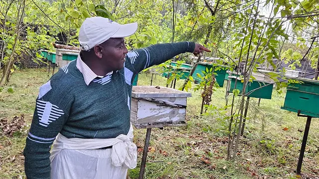 A man points at a number of beehives under a forest canopy.