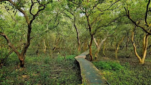 Wooden path through a mangrove forest in India.