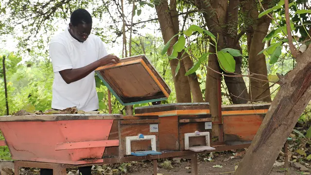 A man in a white T-shirt standing outside in a forest area opens a box and peers into it.  