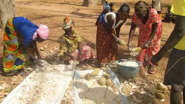 A grup of men and women extract seeds from fruit and lay out the seeds on blankets on the ground.