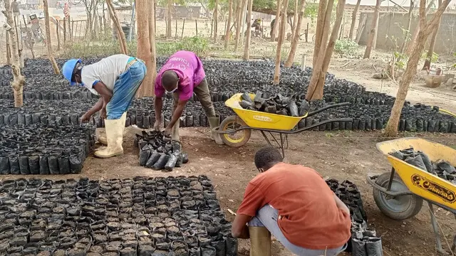 Three farmers bend over to tend hundreds of small trees that are growing in close proximity outside.