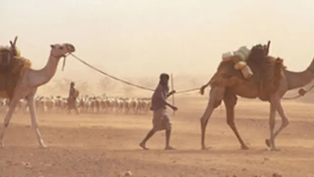 Man walking with two camels over a sandy landscape. 