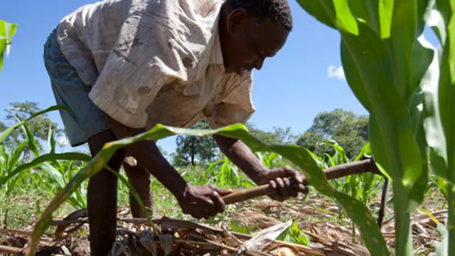 MECEBURI FOREST RESERVE, MOZAMBIQUE, May 2010: Farmer Nimale Maribu Saidi at work in his maize field