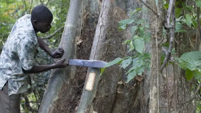 A villager gathers medicinal bark in Mozambique