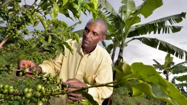 A man tends intercropped coffee and banana in Rwanda