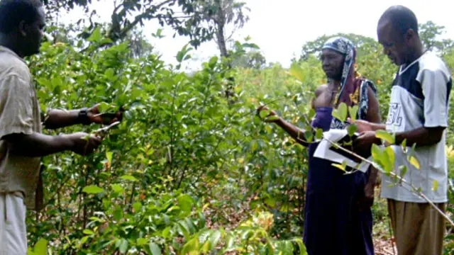 A herbalist shares information on medicinal and food plants growing in Kaya Kinondo Sacred Coastal Forest in Kenya