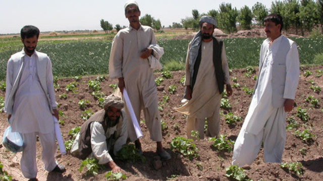 Afghan farmers and extension workers assess an okra field in Balkh Province, Northern Afghanistan (Photo: Barbara Adoph/IIED)