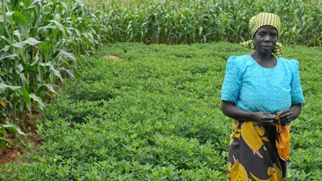Farmer stands in her field of groundnuts boarded by maize in Malawi