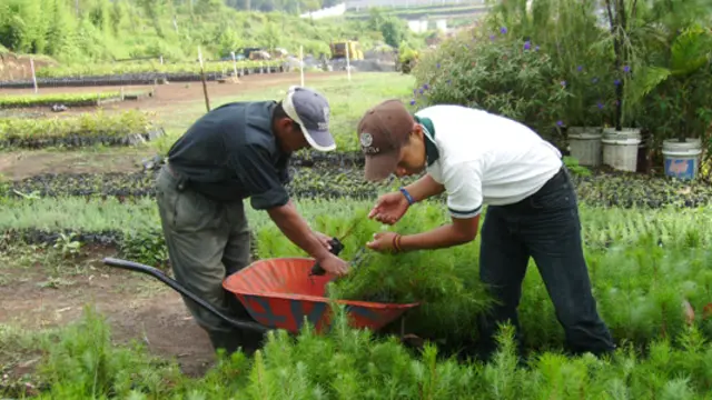 Reforestation program in Guatemala (Photo: Enrique Varahona)