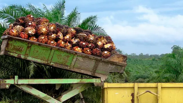 A batch of palm oil fruit bunches in Borneo. Demand for palm oil is set to double by 2030. (Photo: Rainforest Action Network)