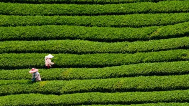 Certified tea is among the commodities to have experience strong market growth. 