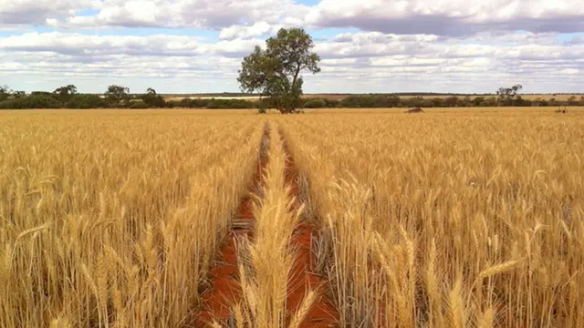 An example of crops grown through no-till farming in Western Australia (Photo: Bill Crabtree)