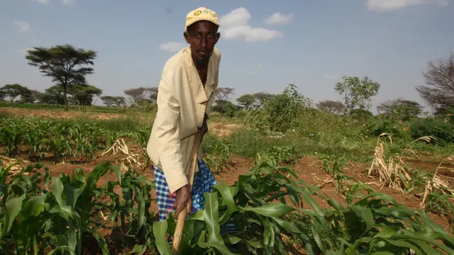 In Kenya's Isiolo County, repeated droughts are forcing pastoralists out of herding and into farming. The county has used TAMD to assess climate risk management schemes (Photo: Martin Karimi/ECHO)