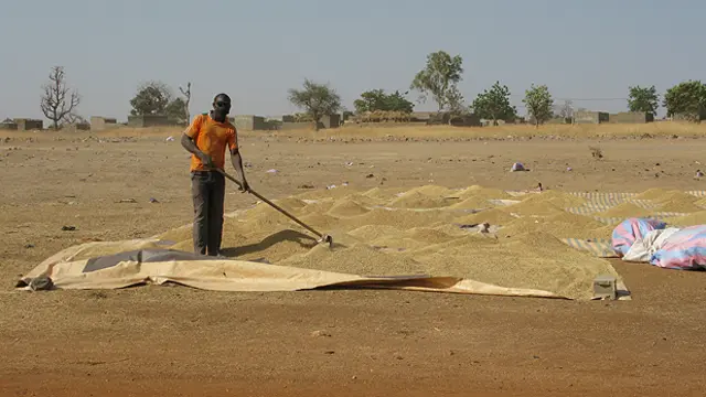 A farmer near Bagré dam in Burkina Faso dries paddy rice (Photo: Barbara Adolph/IIED)