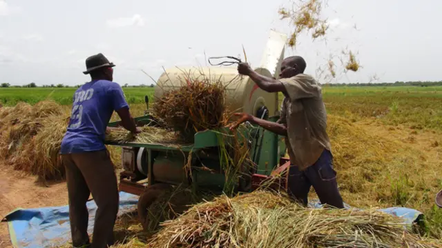Smallholders threshing rice in irrigated agricultural perimeter of Sélingué dam in Mali (Photo: Moustapha Diallo/GWI West Africa)