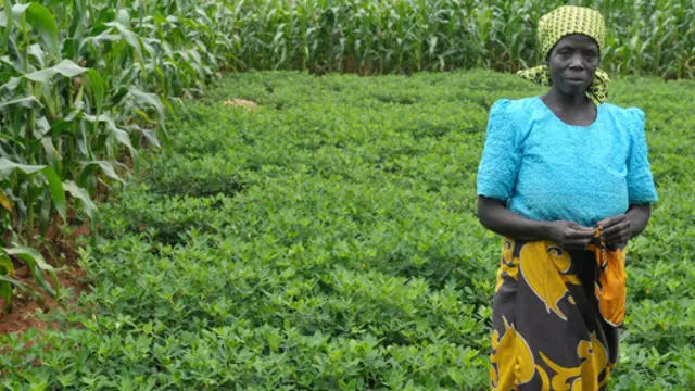 Central Malawi: Belia Sikelo farms groundnuts using 'conservation agriculture', a set of practices including no-till farming, designed improve soil structure and help resist erosion. (Photo: T. Samson/CIMMYT) 