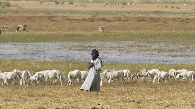 Sheep grazing dry season pastures in Mopti, Mali (Photo: Near East Foundation)