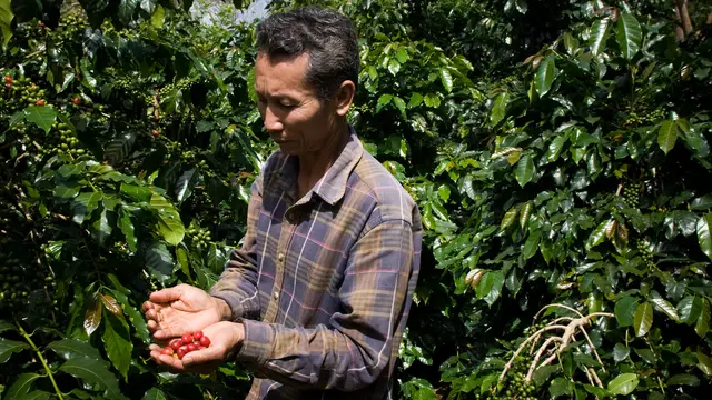 Somboun Saiborkeno farms coffee on his smallholding on the Bolaven Plateau in Laos. Smallholders in the region are being encouraged to grow high quality and organic coffee for export (Photo: Asian Development Bank)