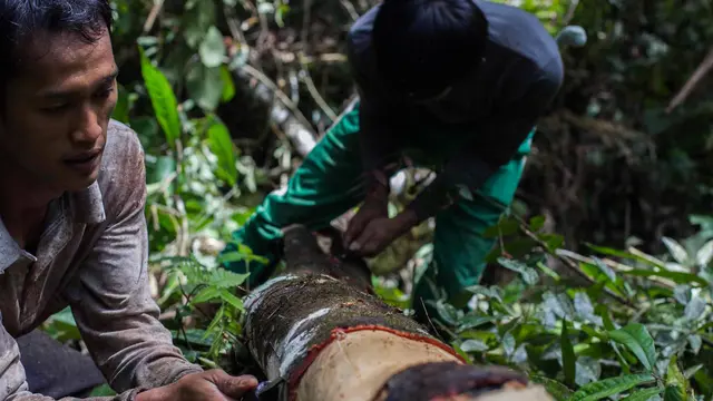 Villagers harvesting a cinnamon tree near the village of Lubuk Beringin, Jambi province Indonesia. Villagers are managing the forests sustainably using traditional values (Photo: Tri Saputro/ CIFOR, Creative Commons via Flickr)