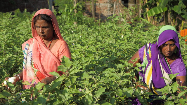 Women harvesting brinjal near the Indian city of Gorakhpur. Peri-urban agriculture helps to ensure local food supplies, especially of fruit and vegetables (Photo: Gorakhpur Environmental Action Group)