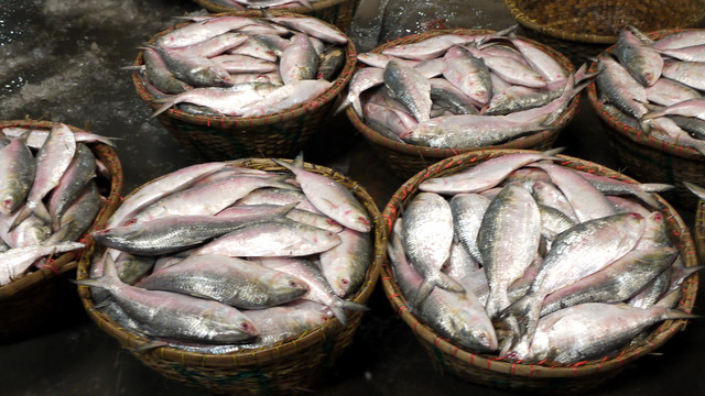 Bowls full of hilsa placed on a table