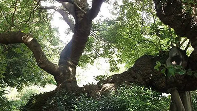 Trees at Oxford Botanical Gardens. The question is not how to engage young people in forestry issues, but how to harness that engagement (Photo: Geraldine Warren/IIED)