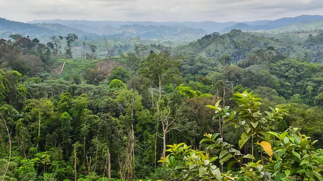 The DRC contains 10 per cent of the world's tropical forests but has seen high rates of deforestation. 