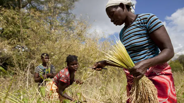 Women harvest their rice crop in Meceburi forest reserve, near Nampula, Mozambique (Photo: Mike Goldwater)