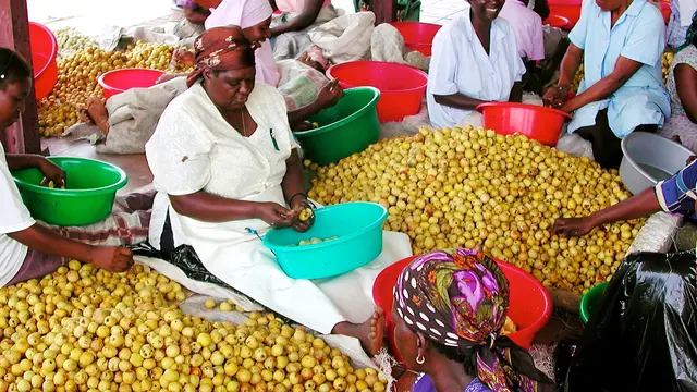 Women opening the fruit of the marula tree to extract the kernel for making marula oil (Photo: CIFOR, Creative Commons via Flickr)