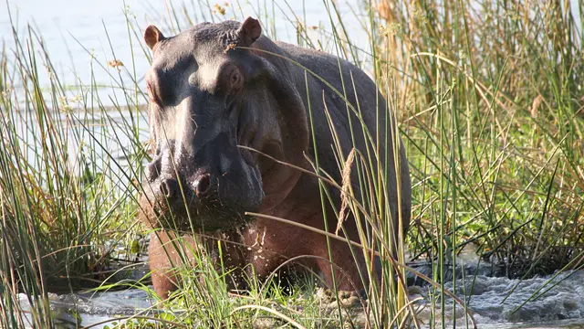 A hippo emerges from the Zambezi near the Mana Pools Wildlife Conservation Area in northern Zimbabwe  (Photo: Terry Feuerborn, Creative Commons via Flickr)