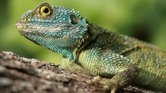 Agama Lizard, Uganda. Seven of Africa's biogeographic regions converge in Uganda, making it a country with a high level of biodiversity (Photo: Michael Sale, Creative Commons, via Flickr)