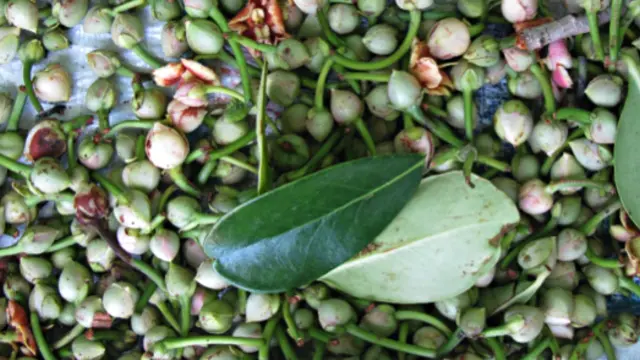 Seeds collected from a farm in Chiapas, Mexico, for replanting and use in traditional medicine. (Photo: Ina Porras)