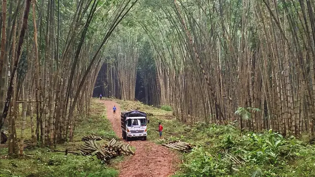 Stands of giant bamboo, in what was once degraded cattle pasture, are ready to be loaded onto trucks (Photo: Duncan Macqueen)