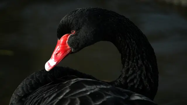 A black swan (Photo: Pete Jordan, Creative Commons via Flickr) 