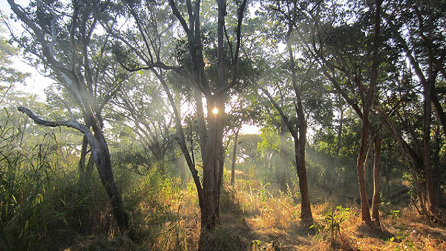 Miombo woodlands in Southeast Tanzania. But can remote sensing technologies accurately detect the woodlands (Photo: Samuel Bowers)
