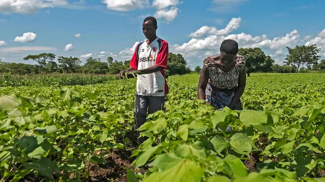 Farmers checking cotton plants in Eastern Zambia
