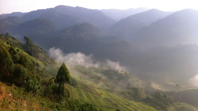 Bwindi Impenetrable National Park in Southwest Uganda (Photo: Mariel Harrison)Bwindi Impenetrable National Park in southwest Uganda (Photo: Mariel Harrison)