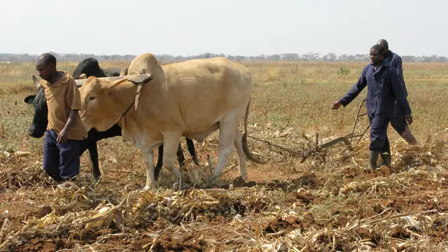 A conservation agriculture demonstration at the Golden Valley Agricultural Research Trust, Zambia. Conservation agriculture can increase productivity and improve soil structure (Photo: Barbara Adolph/IIED)