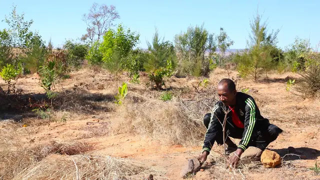 François plants a young rosewood tree