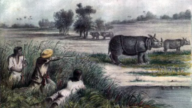 Illustration showing a Java rhino